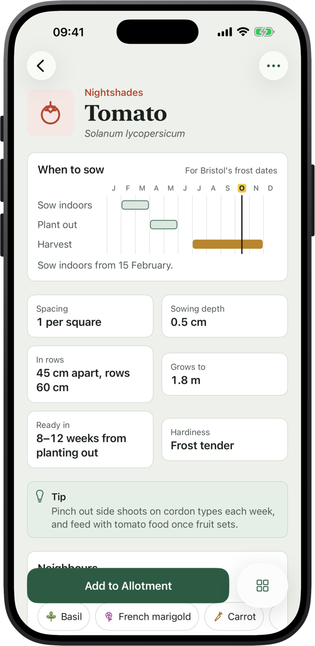 VegLog's tomato page, with a chart of when to sow indoors, plant out and harvest for Bristol's frost dates